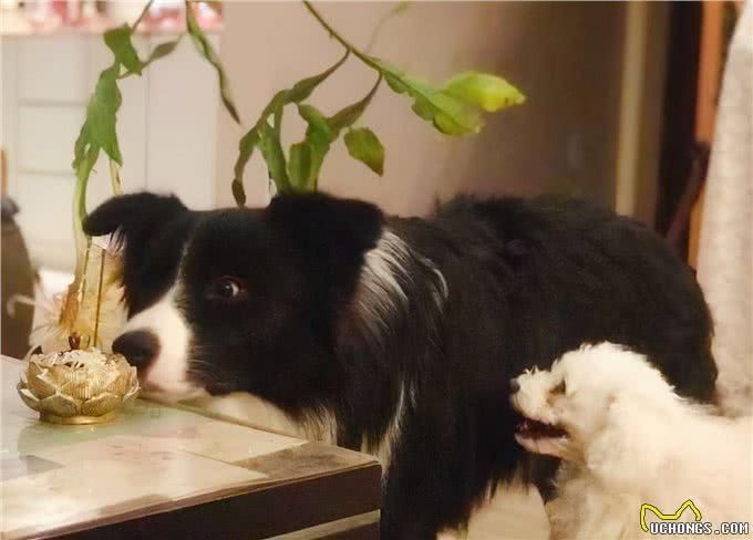 最高智商的边牧,为何这辈子也不想养了?