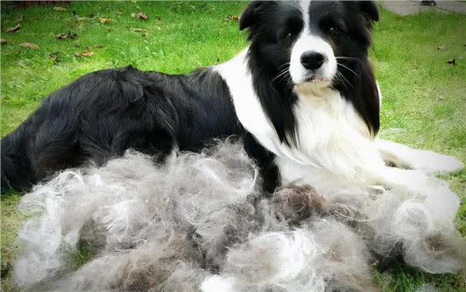 最高智商的边牧,为何这辈子也不想养了?