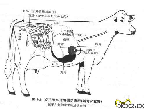 狗狗并不会反刍技能，若是出现呕吐反常，实际是正受疾病困扰