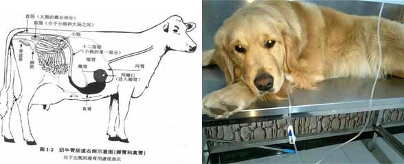 狗狗并不会反刍技能，若是出现呕吐反常，实际是正受疾病困扰