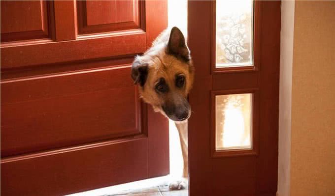 狗狗出门冲不冲?原来和性格、领地意识有关