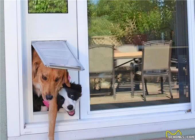 狗狗出门冲不冲?原来和性格、领地意识有关