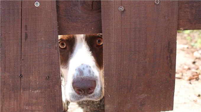 狗狗出门冲不冲?原来和性格、领地意识有关