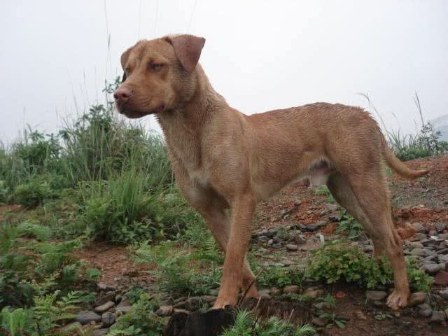 我国培育的优秀猎犬，有着狼性的湘西山地犬