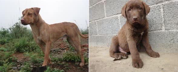 我国培育的优秀猎犬，有着狼性的湘西山地犬