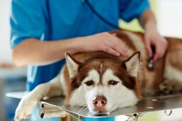狗狗突然食欲全无?有可能是患上了胃炎，狗狗的胃炎到底有多严重