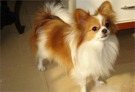 如何挑选蝴蝶犬?购买蝴蝶犬要注意什么?