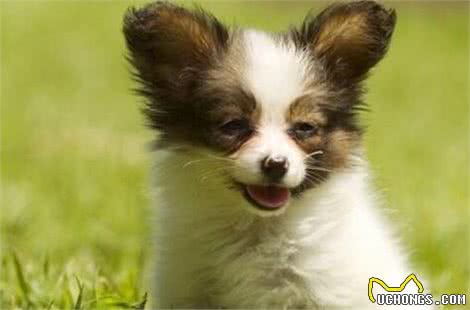 如何挑选蝴蝶犬?购买蝴蝶犬要注意什么?