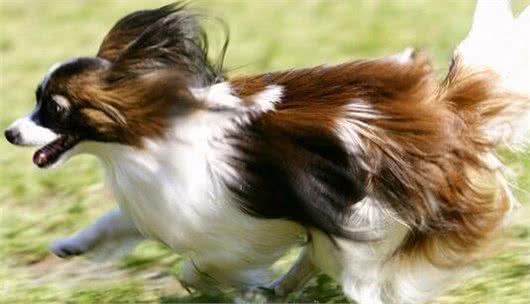 如何挑选蝴蝶犬?购买蝴蝶犬要注意什么?