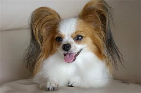 如何挑选蝴蝶犬?购买蝴蝶犬要注意什么?