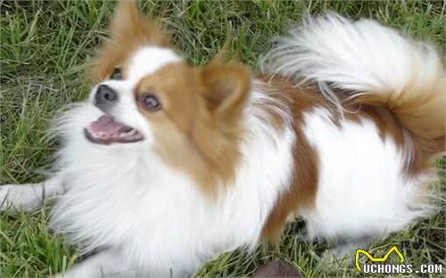 如何挑选蝴蝶犬?购买蝴蝶犬要注意什么?