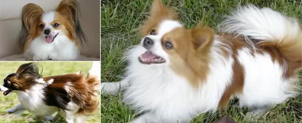 如何挑选蝴蝶犬?购买蝴蝶犬要注意什么?
