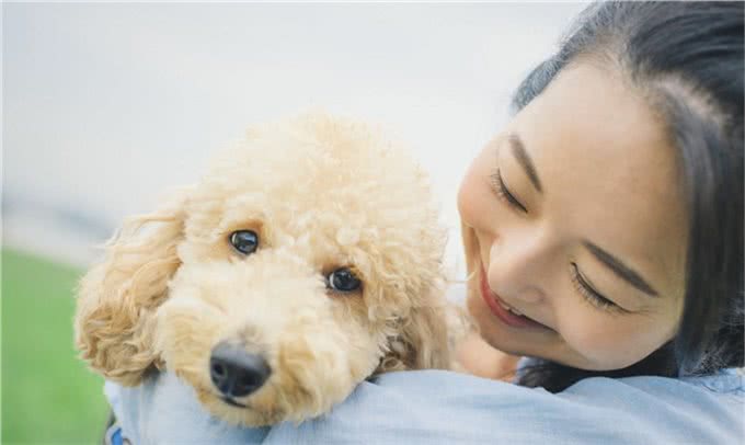为什么女孩子都喜欢养贵宾犬?这六点，哪点戳中你的心