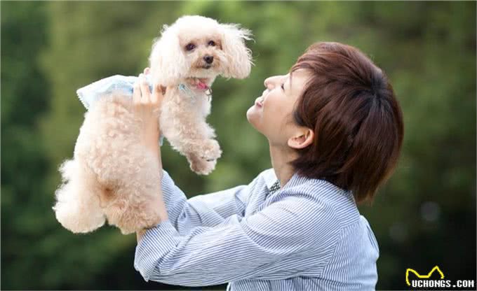 为什么女孩子都喜欢养贵宾犬?这六点，哪点戳中你的心