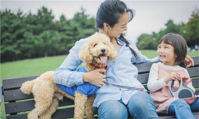 为什么女孩子都喜欢养贵宾犬?这六点，哪点戳中你的心