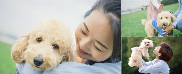 为什么女孩子都喜欢养贵宾犬?这六点，哪点戳中你的心