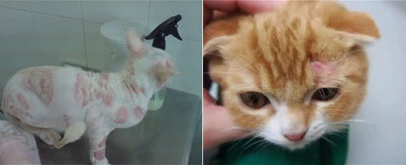 十年宠医专业科普：关于猫癣的诊断、治疗及预防，看这一篇就够了