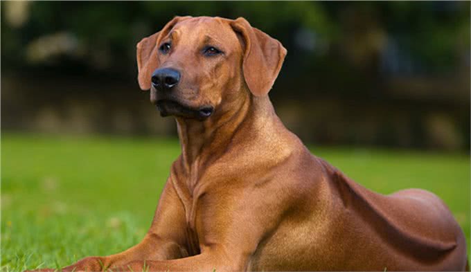 它被称为草原骆驼，守卫狩猎两不误，如今摇身一变成为搜救犬