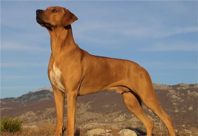 它被称为草原骆驼，守卫狩猎两不误，如今摇身一变成为搜救犬