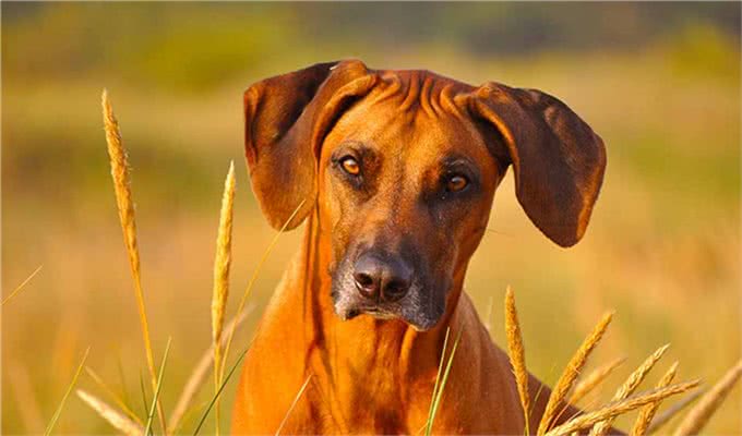 它被称为草原骆驼，守卫狩猎两不误，如今摇身一变成为搜救犬