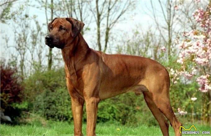它被称为草原骆驼，守卫狩猎两不误，如今摇身一变成为搜救犬