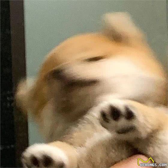 狗子的突然与众不同，可能是向你发出健康警报