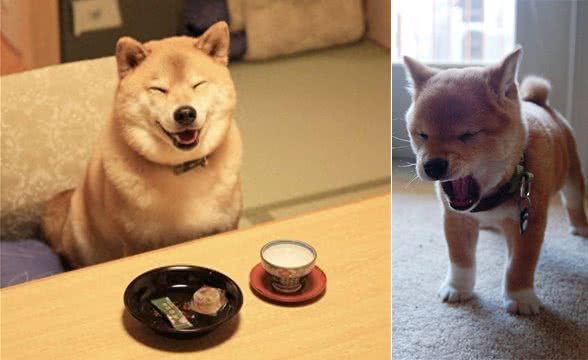 狗子的突然与众不同，可能是向你发出健康警报