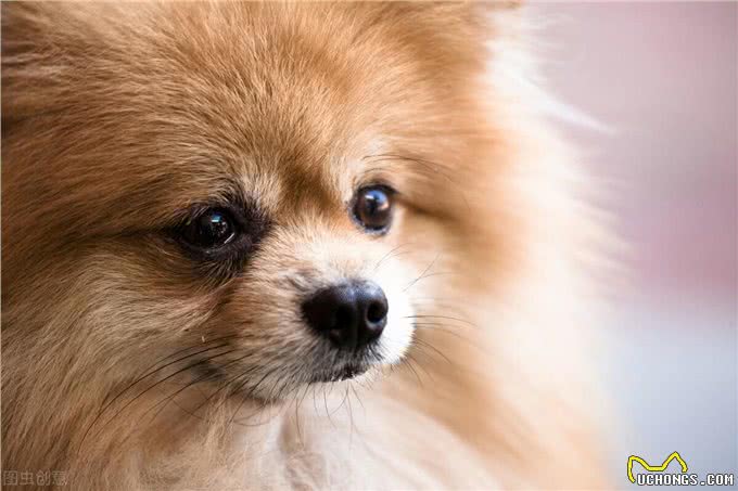 铲屎官劝退指南:博美犬不能养的16个理由
