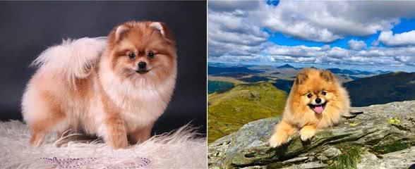 铲屎官劝退指南:博美犬不能养的16个理由