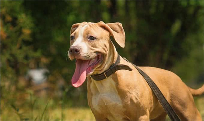比特犬:美国斗兽场牛头梗—AmericanPiter