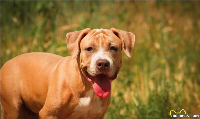 比特犬:美国斗兽场牛头梗—AmericanPiter