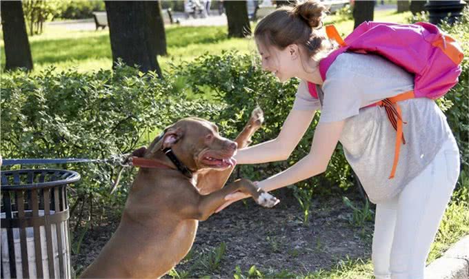 比特犬:美国斗兽场牛头梗—AmericanPiter