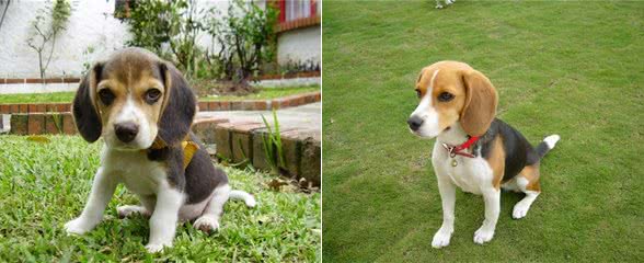 比格犬为什么不建议养?亲人可爱，但跟哈士奇一样精力旺盛