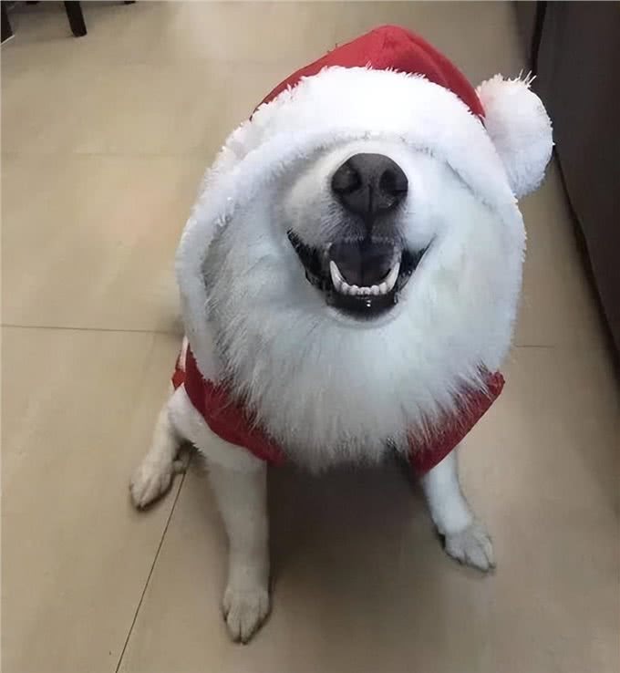 狗狗智商排行榜：最聪明的狗和最愚蠢的狗，你养了吗?