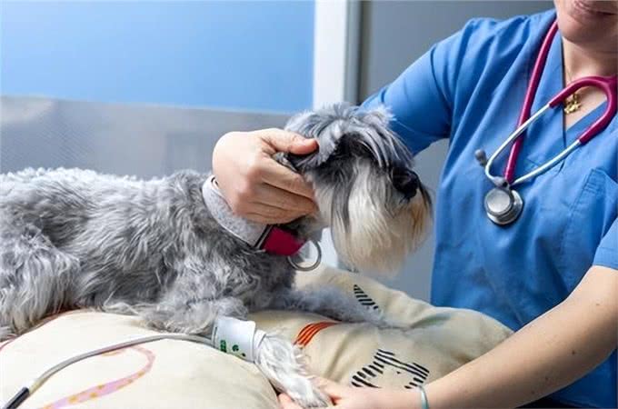 这些坏习惯正让你的爱犬悄悄变胖，肥胖风险及改善方法全揭秘