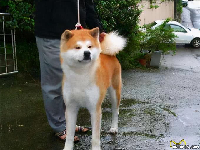 通人性的几种狗,养过以后你会说:真香