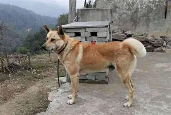 通人性的几种狗,养过以后你会说:真香