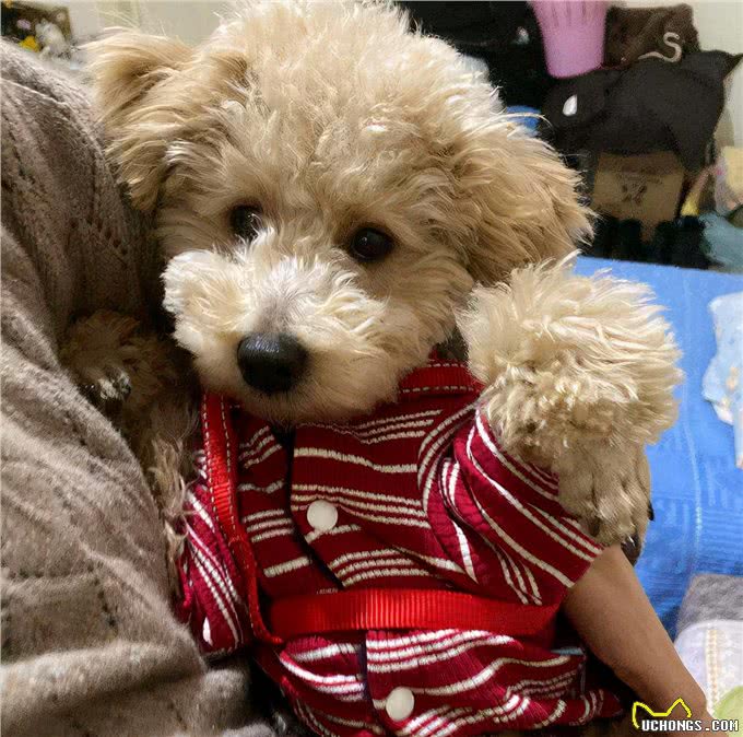 通人性的几种狗,养过以后你会说:真香