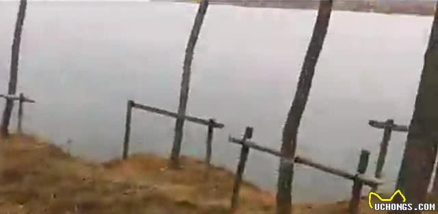 小狗一直在河边流浪，不肯离开，知道原因后哭了