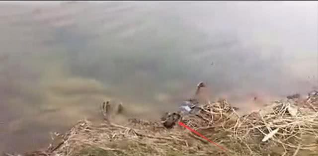 小狗一直在河边流浪，不肯离开，知道原因后哭了