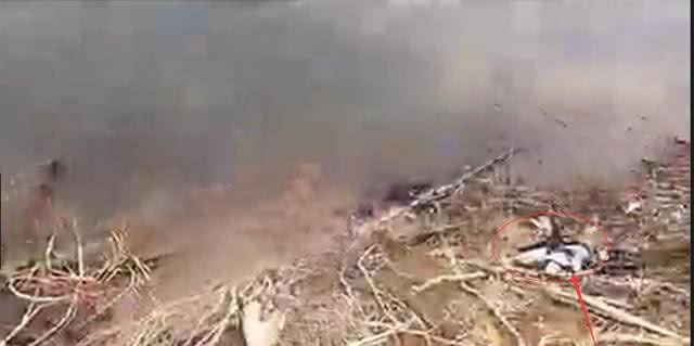 小狗一直在河边流浪，不肯离开，知道原因后哭了