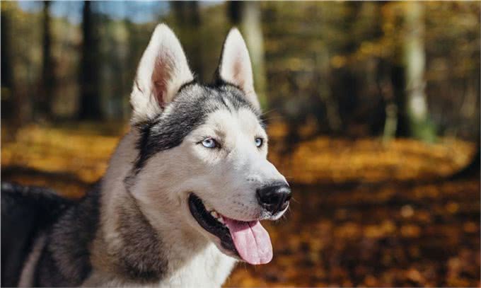 犬的第一大杀手—犬瘟热病毒，预防胜过治疗
