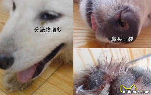 犬的第一大杀手—犬瘟热病毒，预防胜过治疗