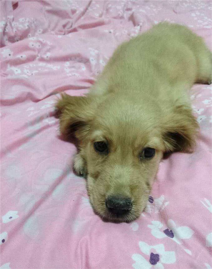 犬的第一大杀手—犬瘟热病毒，预防胜过治疗