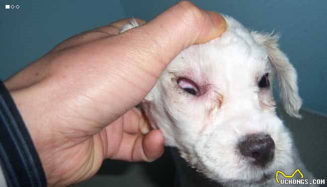 犬的第一大杀手—犬瘟热病毒，预防胜过治疗