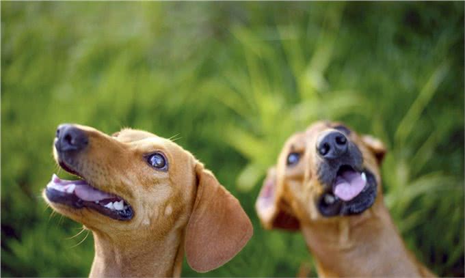 犬的第一大杀手—犬瘟热病毒，预防胜过治疗