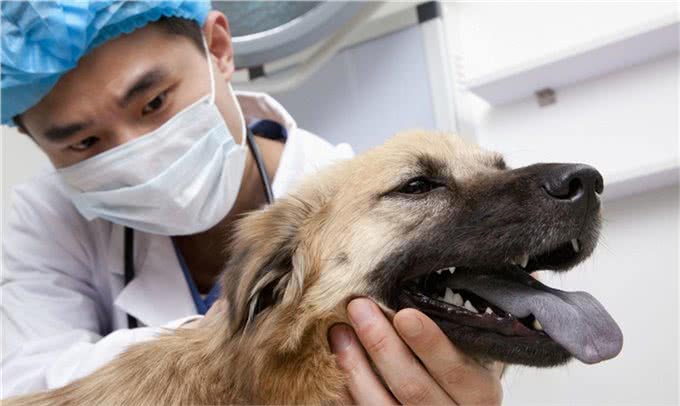犬的第一大杀手—犬瘟热病毒，预防胜过治疗