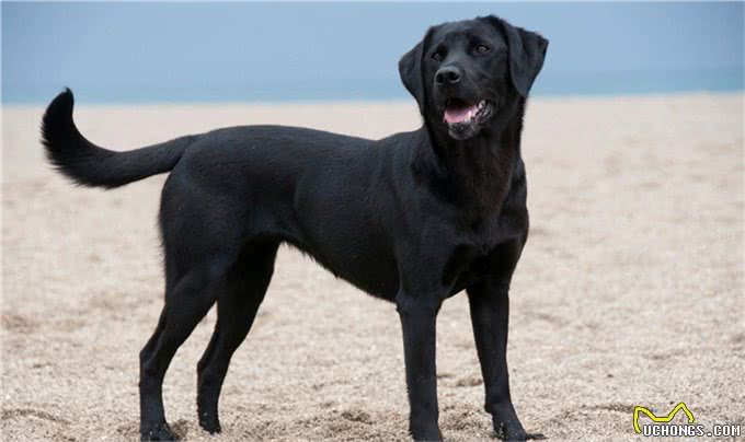 犬的第一大杀手—犬瘟热病毒，预防胜过治疗