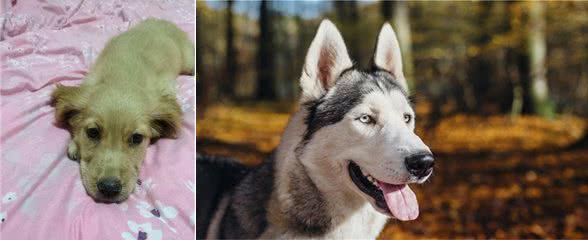 犬的第一大杀手—犬瘟热病毒，预防胜过治疗