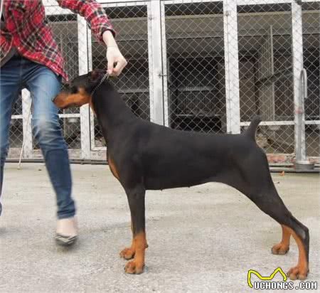 杜宾犬幼年时代如何对其进行良好的教育